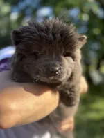 Blue female , a female Chow Chow for sale in Merritt, MI – 2 of 4