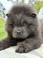 Blue boy , a male Chow Chow for sale in Merritt, MI – 5 of 5