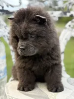 Blue boy , a male Chow Chow for sale in Merritt, MI – 3 of 5