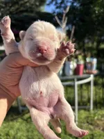 Cream female , a female Chow Chow for sale in Merritt, MI – 3 of 3