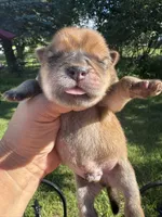 Sable male , a male Chow Chow for sale in Merritt, MI – 2 of 3