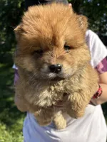 Sable boy , a male Chow Chow for sale in Merritt, MI – 2 of 2