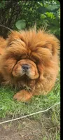 Sable female, a female Chow Chow for sale in Merritt, MI – Photo 1 of 7