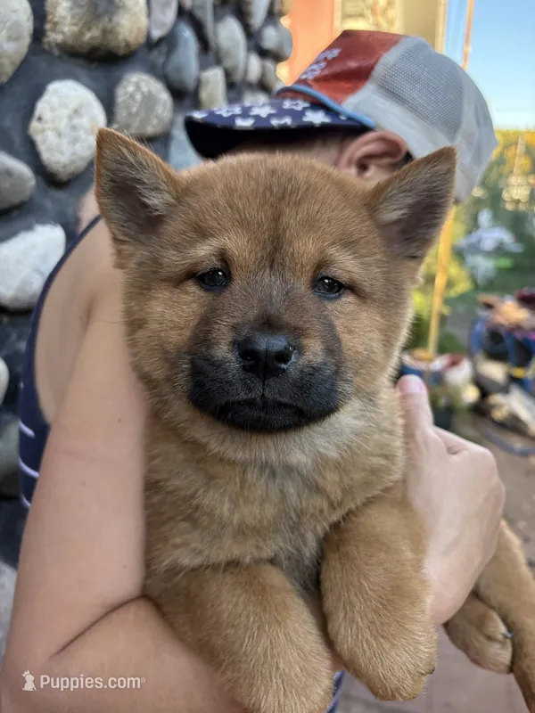 Smooth male  – Chow Chow puppy for sale in Merritt, MI