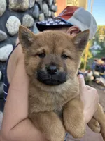 Smooth male , a male Chow Chow for sale in Merritt, MI – 1 of 1