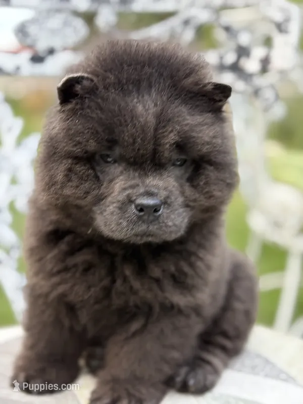 Blue boy  – Chow Chow puppy for sale in Merritt, MI