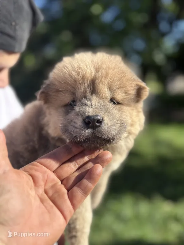 Fawn male  – Chow Chow puppy for sale in Merritt, MI