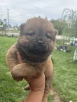Sable boy , a male Chow Chow for sale in Merritt, MI – 2 of 4