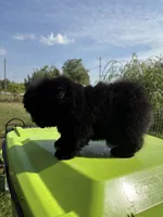 Black female , a female Chow Chow for sale in Merritt, MI – 2 of 5