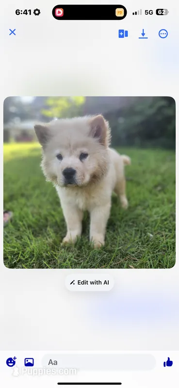Cream male – Chow Chow puppy for sale in Merritt, MI