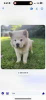 Cream male, a male Chow Chow for sale in Merritt, MI – 1 of 3