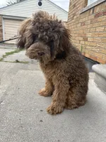 Broly, a male Shihpoo for sale in Warren, MI – 7 of 9