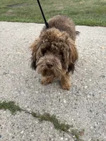 Broly, a male Shihpoo for sale in Warren, MI – 4 of 9