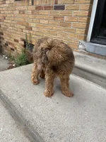 Broly, a male Shihpoo for sale in Warren, MI – 9 of 9