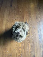 Broly, a male Shihpoo for sale in Warren, MI – 2 of 9