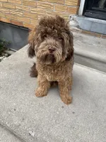 Broly, a male Shihpoo for sale in Warren, MI – 3 of 9