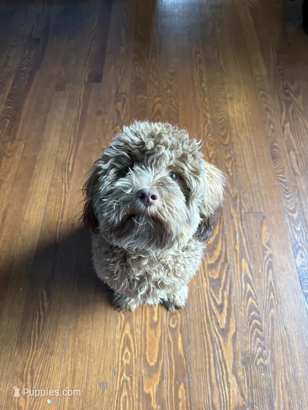 Broly – Shihpoo puppy for sale in Warren, MI