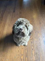 Broly, a male Shihpoo for sale in Warren, MI – 1 of 9