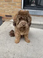 Broly, a male Shihpoo for sale in Warren, MI – 6 of 9