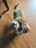 Broly, a male Shihpoo for sale in Warren, MI – 5 of 9