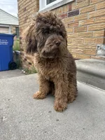 Broly, a male Shihpoo for sale in Warren, MI – 8 of 9