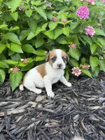 Hazel, a female Jack Russell Terrier for sale in Gaffney, SC – 1 of 6