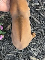 Helga, a female Rhodesian Ridgeback for sale in Gaffney, SC – 3 of 4