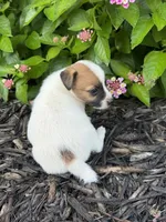 Hank, a male Jack Russell Terrier for sale in Gaffney, SC – 5 of 8