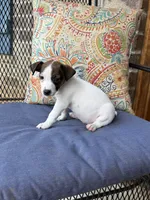 George, a male Jack Russell Terrier for sale in Gaffney, SC – 2 of 4