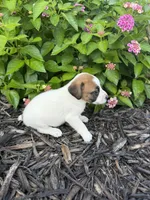 Harper, a female Jack Russell Terrier for sale in Gaffney, SC – 2 of 7