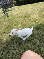 Sassy, a female Jack Russell Terrier for sale in Gaffney, SC – 5 of 5