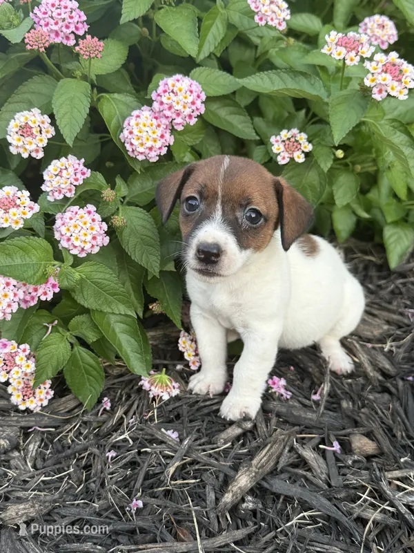 Glory – Jack Russell Terrier puppy for sale in Gaffney, SC