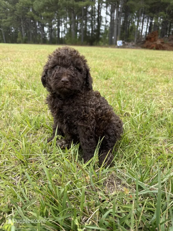 Gavin – Goldendoodle puppy for sale in Gaffney, SC