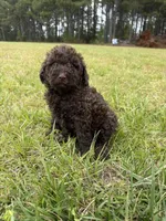 Gavin, a male Goldendoodle for sale in Gaffney, SC – 1 of 9