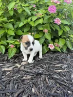 Hank, a male Jack Russell Terrier for sale in Gaffney, SC – 8 of 8