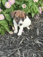 Glory, a female Jack Russell Terrier for sale in Gaffney, SC – 2 of 4