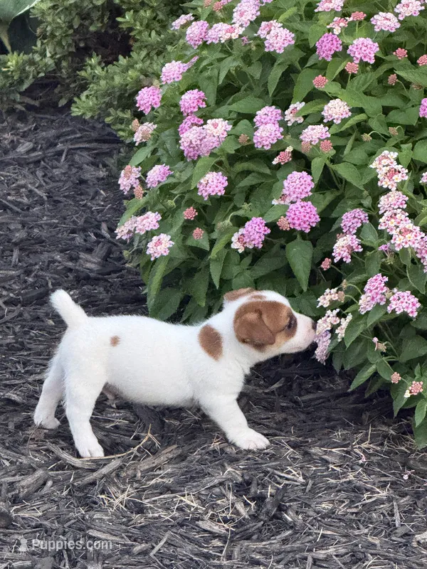 Tanner – Jack Russell Terrier puppy for sale in Gaffney, SC