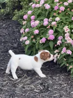 Tanner, a male Jack Russell Terrier for sale in Gaffney, SC – 1 of 4