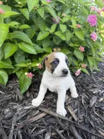 Harper, a female Jack Russell Terrier for sale in Gaffney, SC – 5 of 7