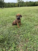 Remi, a male Rhodesian Ridgeback for sale in Gaffney, SC – 3 of 3