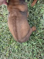 Remi, a male Rhodesian Ridgeback for sale in Gaffney, SC – 2 of 3