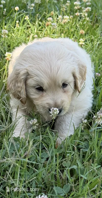 Grace – Golden Retriever puppy for sale in Gaffney, SC