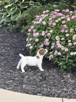 Tanner, a male Jack Russell Terrier for sale in Gaffney, SC – 4 of 4