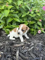Harry, a male Jack Russell Terrier for sale in Gaffney, SC – 4 of 5