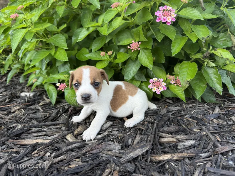 Harry – Jack Russell Terrier puppy for sale in Gaffney, SC