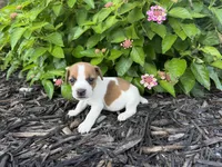 Harry, a male Jack Russell Terrier for sale in Gaffney, SC – 1 of 5