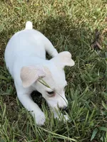Sassy, a female Jack Russell Terrier for sale in Gaffney, SC – 2 of 5