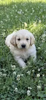 Grace, a female Golden Retriever for sale in Gaffney, SC – 2 of 2
