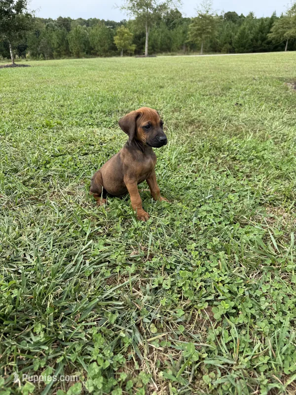 Remi – Rhodesian Ridgeback puppy for sale in Gaffney, SC