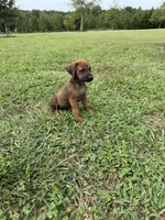 Remi, a male Rhodesian Ridgeback for sale in Gaffney, SC – 1 of 3